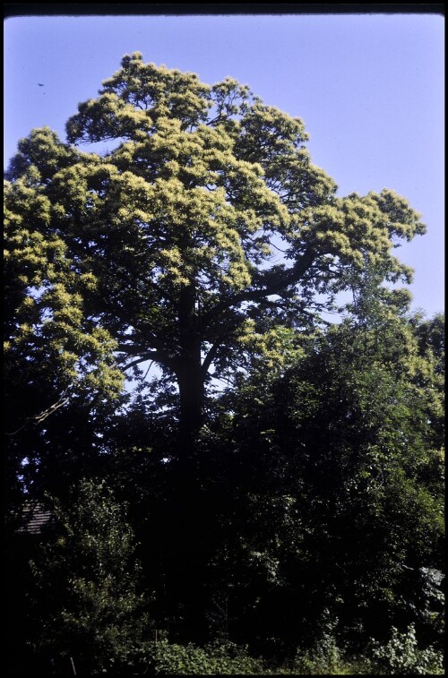 [Bregenz, Edelkastanie am Ölrain]