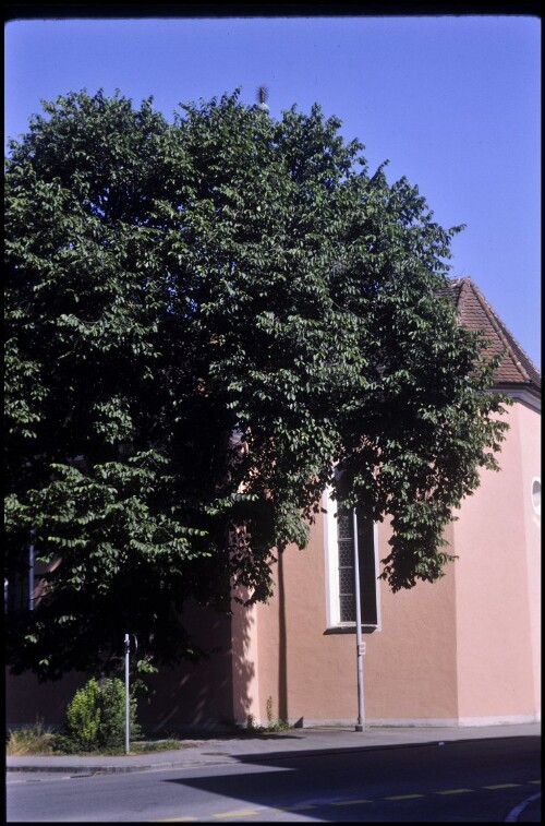 [Bregenz, Ulme vor Siechenkapelle]