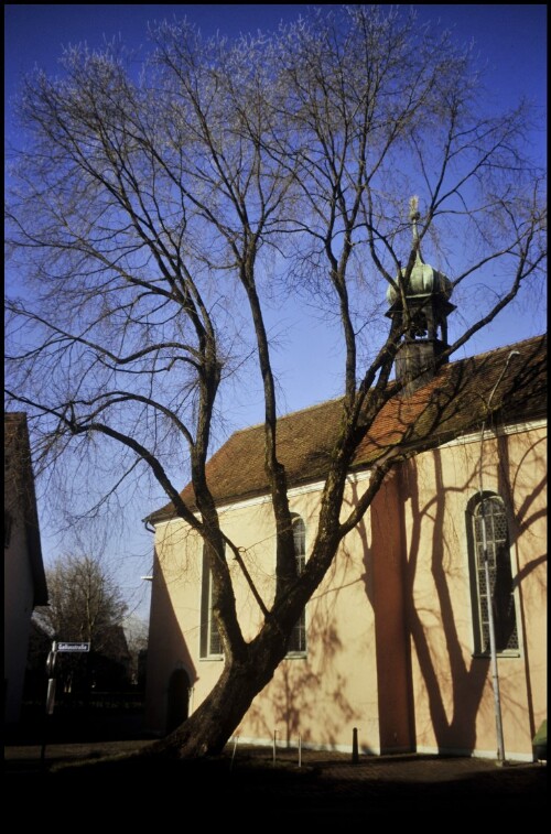 [Bregenz, Ulme vor Siechenkapelle]