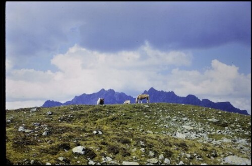 [Klösterle, Pferdeweide bei Kaltenberghütte]