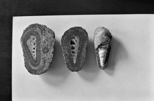 [Versteinerte Muscheln aus dem Pfänderstock]