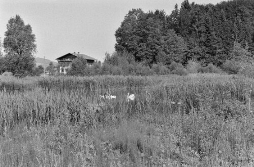 [Lingenau, Dörnle See]