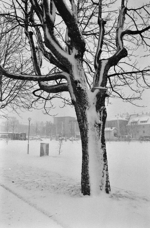 [Bregenz Seeanlage, verschneiter Baum]