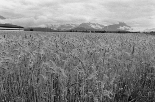 [Kornfeld bei Klaus]