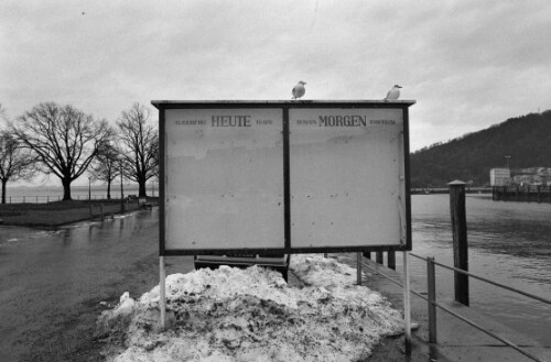 [Bregenz Hafen, Möwen]