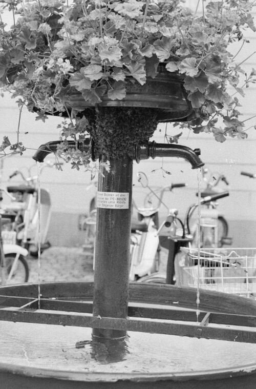 [Bienennest beim Brunnen in der Kirchstraße]