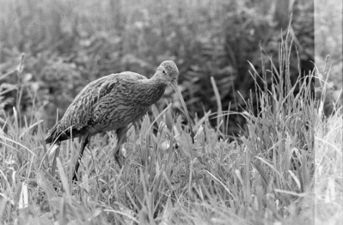 [Großer Brachvogel]