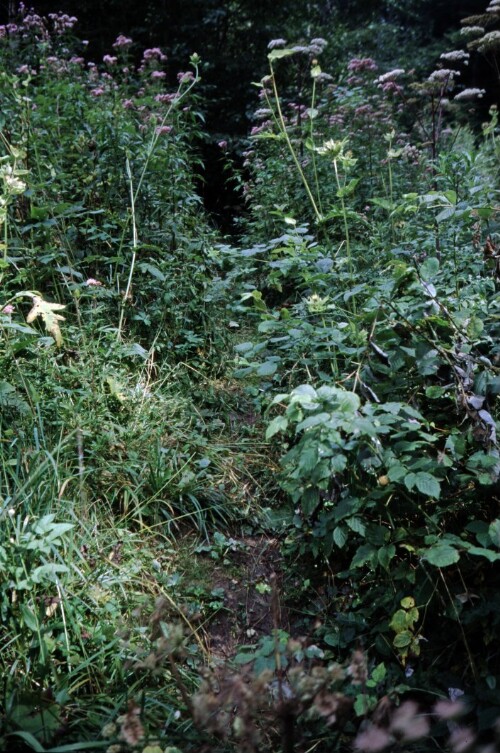 [Dünserberg, zuwachsender Wanderweg]