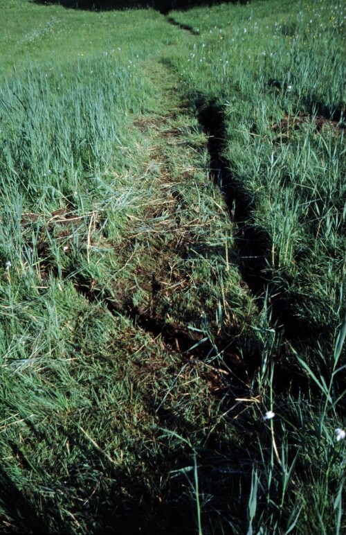 [Übersaxen, Moorweg am Tiefenbach]