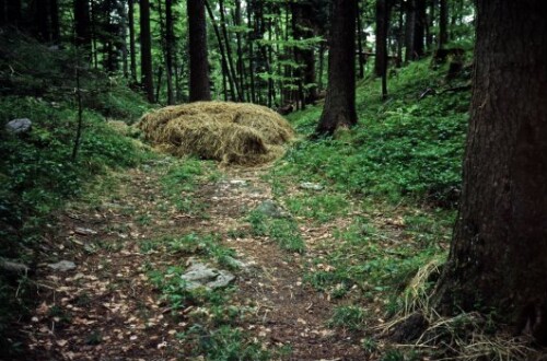 [Satteins, unterbrochener Waldwanderweg]