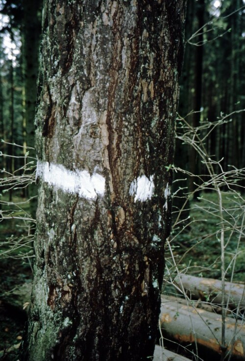 [Markierung einer Waldparzelle in Göfis]