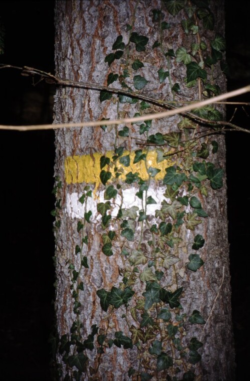 [Früher Verwitterungsschaden an Neumarkierung]