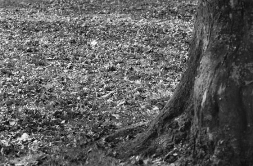 [Bregenz, Baum mit Laub]