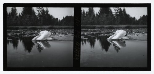 [Waldsee]