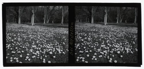 [Blumenwiese bei Altstetten]