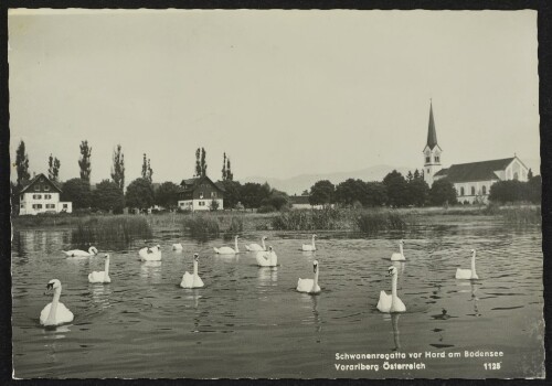 Schwanenregatta vor Hard am Bodensee Vorarlberg Österreich