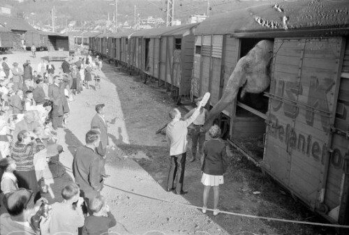 Zirkus Krone in Bregenz