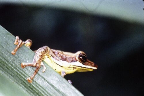 [Großer Baumfrosch]