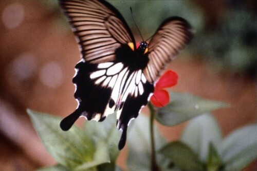 [Schwalbenschwanz-Schmetterling]