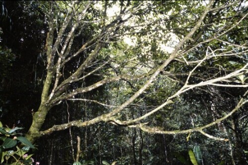 [Petroleumbaum mit Früchten]