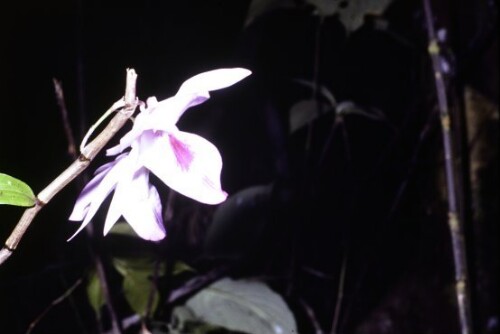 [Vesak-Orchidee]