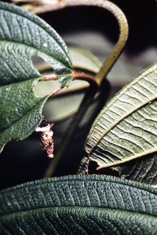 [Holzbündelraupe im Anfangsstadium]