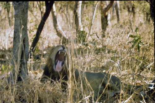 [Gähnender Löwe]