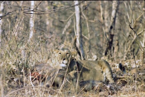 [Löwen in Indien]