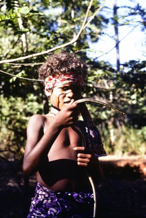 [Laru mit Glanznatter]