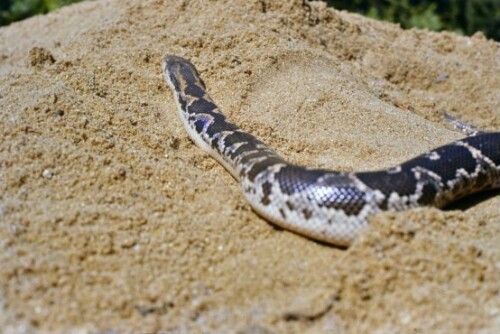 [Sandboa]
