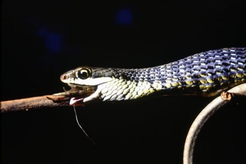 [Glanznatter verschluckt Frosch]