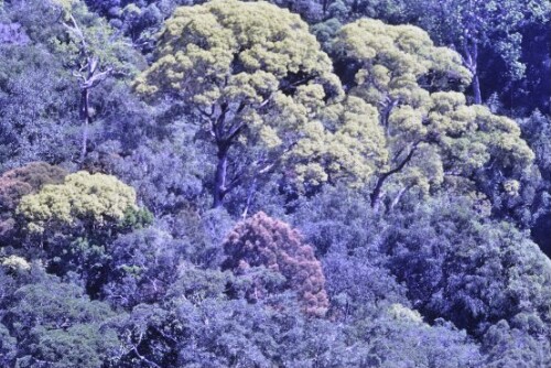 [Regenwald von oben]