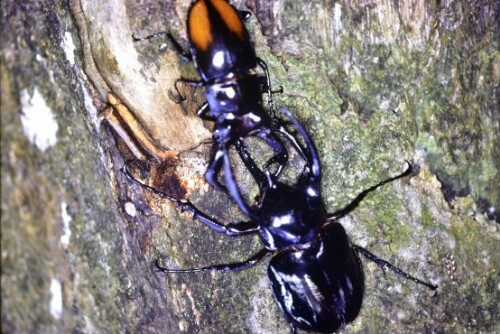 [Revierkampf zwischen Hirschkäfer und Nashornkäfer]