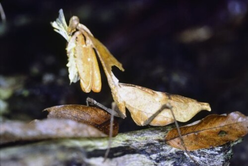 [Gottesanbeterin mit Beute]