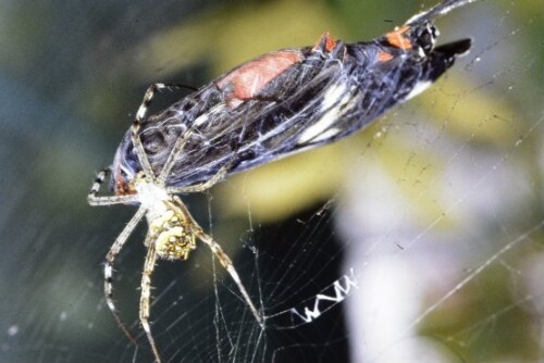[Spinne mit erbeutetem Schwalbenschwanz]