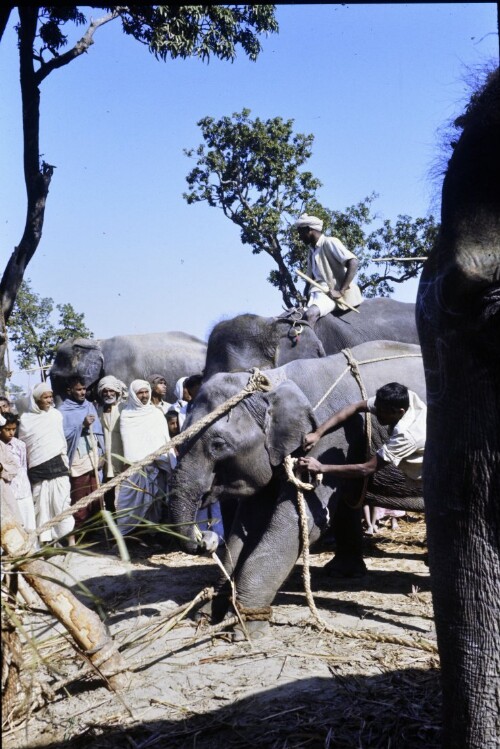 [Elefantenfänger in Indien]