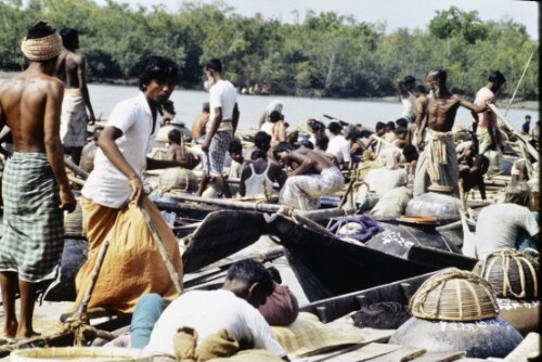 [Sundarbans]