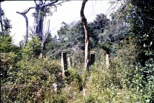 [Steinsäulen im Dschungel Sri Lankas]