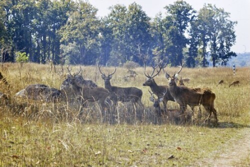 [Aufnahmen vom Unterstand: Sumpfhirsche]
