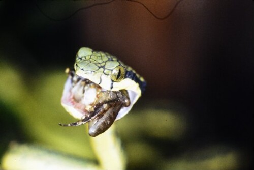 [Ceylon-Lanzenottern]