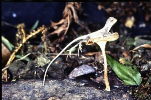 [Otocryptis wiegmanni]