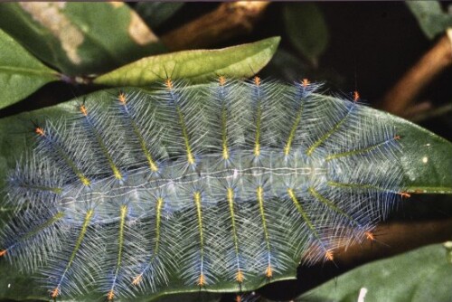 [Raupe mit Brennhaaren]