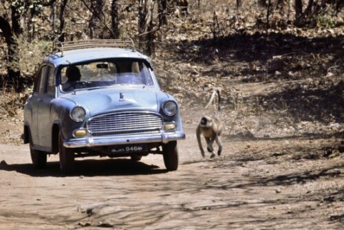 [Adolar der Autohasser]