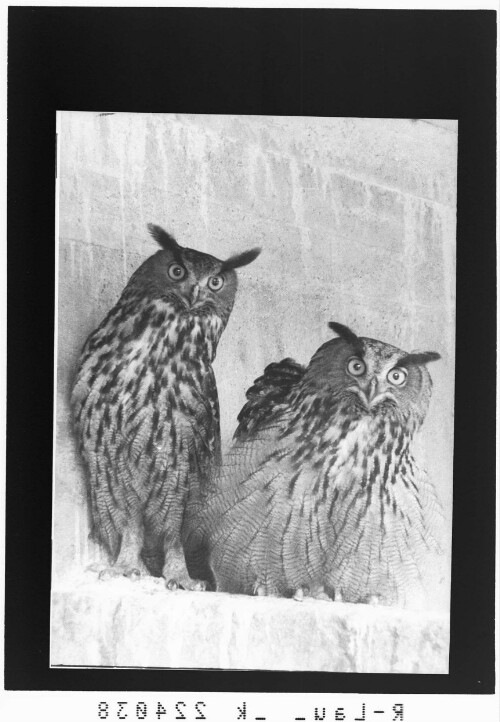 [Innsbrucker Alpenzoo / Walduhu]