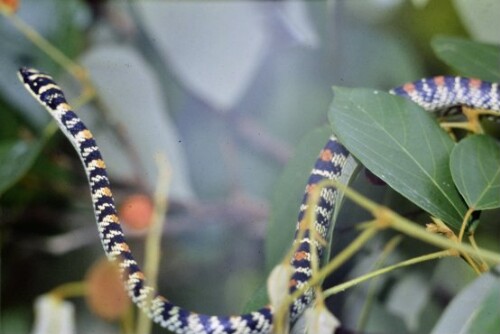 [Schmuckbaumnattern]