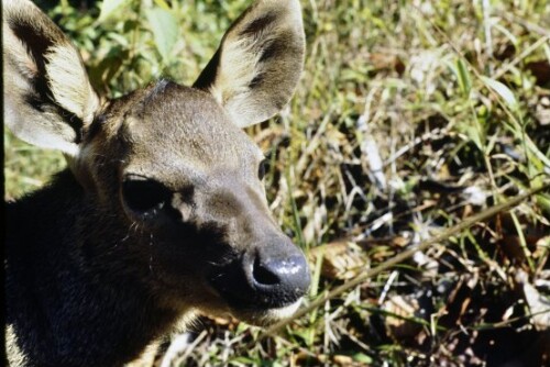[Sambarhirsch in Sri Lanka]
