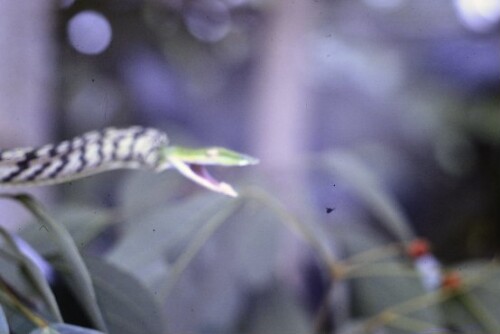 [Nasen-Peitschennatter]