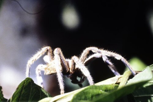 [Tellergroße Jagdspinne]