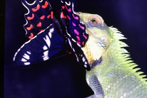 [Sägerückenagame (Calotes-calotes)]