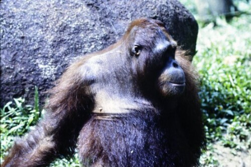 [Im Regenwald auf Borneo]